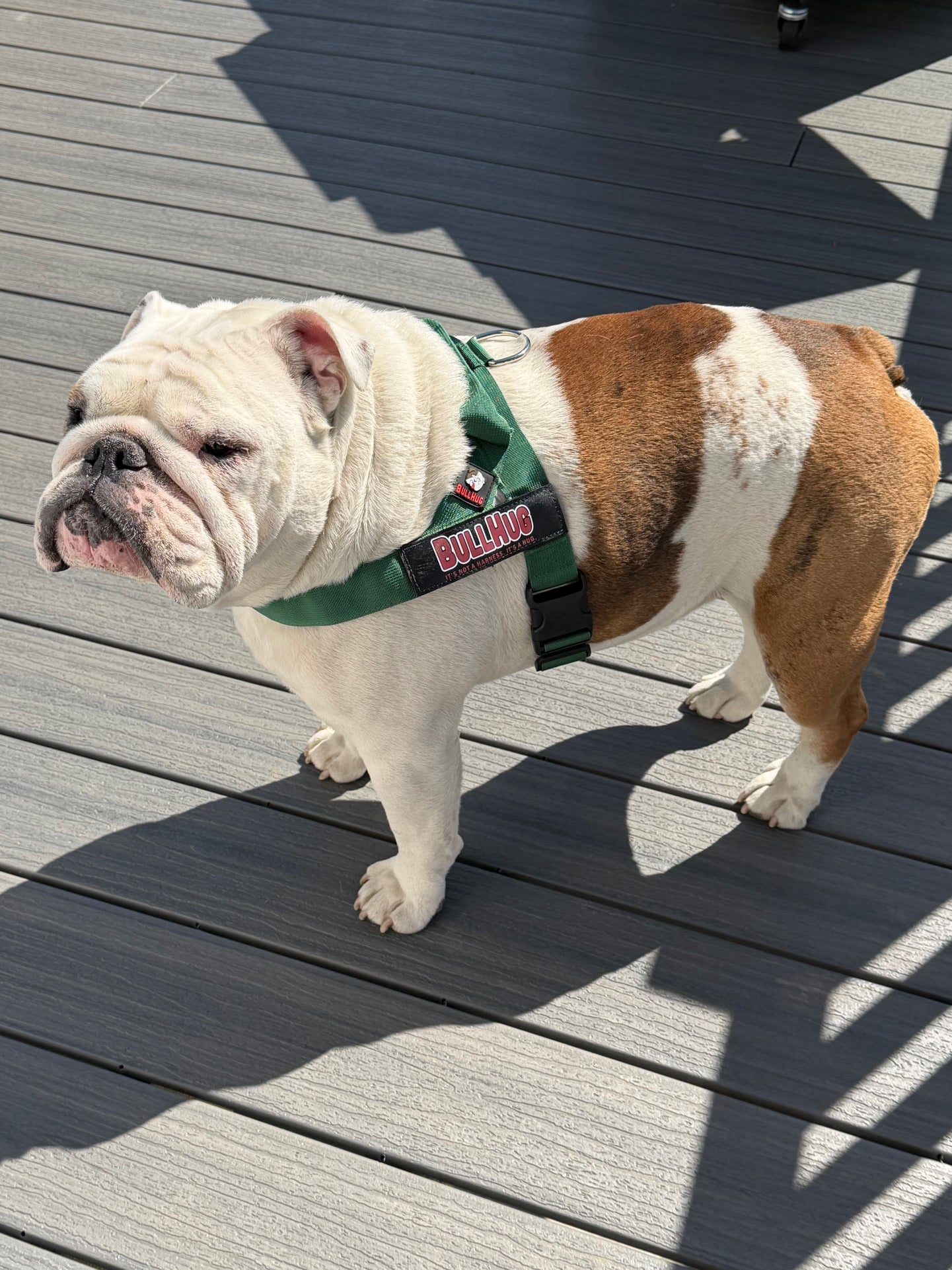 Hunter Green BullHug Dog Harness – Non-Choking, Adjustable