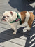 Hunter Green BullHug Dog Harness – Non-Choking, Adjustable