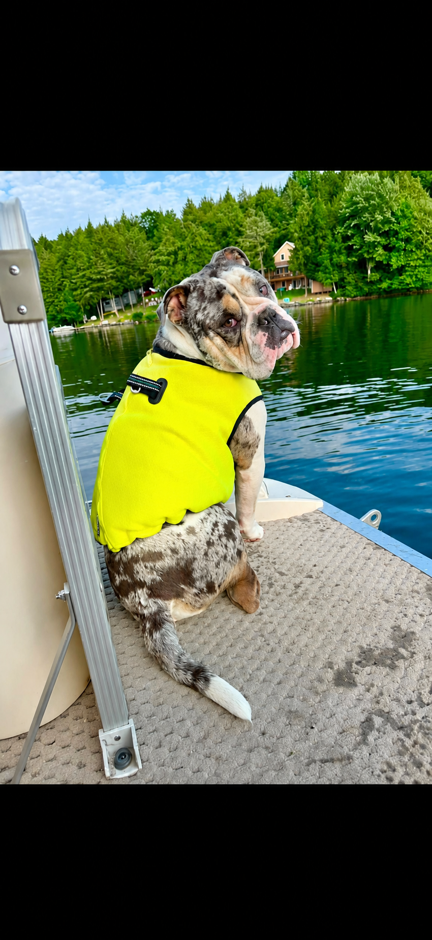 BullHug Cooling Vest – Breathable Dog Cooling Vest