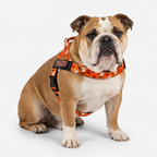 english bulldog with halloween print bullhug harness 