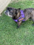 "VIOLET" ADJUSTABLE BULLHUG HARNESS - thebullhug.com