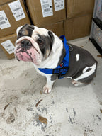 royal blue bullhug dog harness for broad-chested dogs