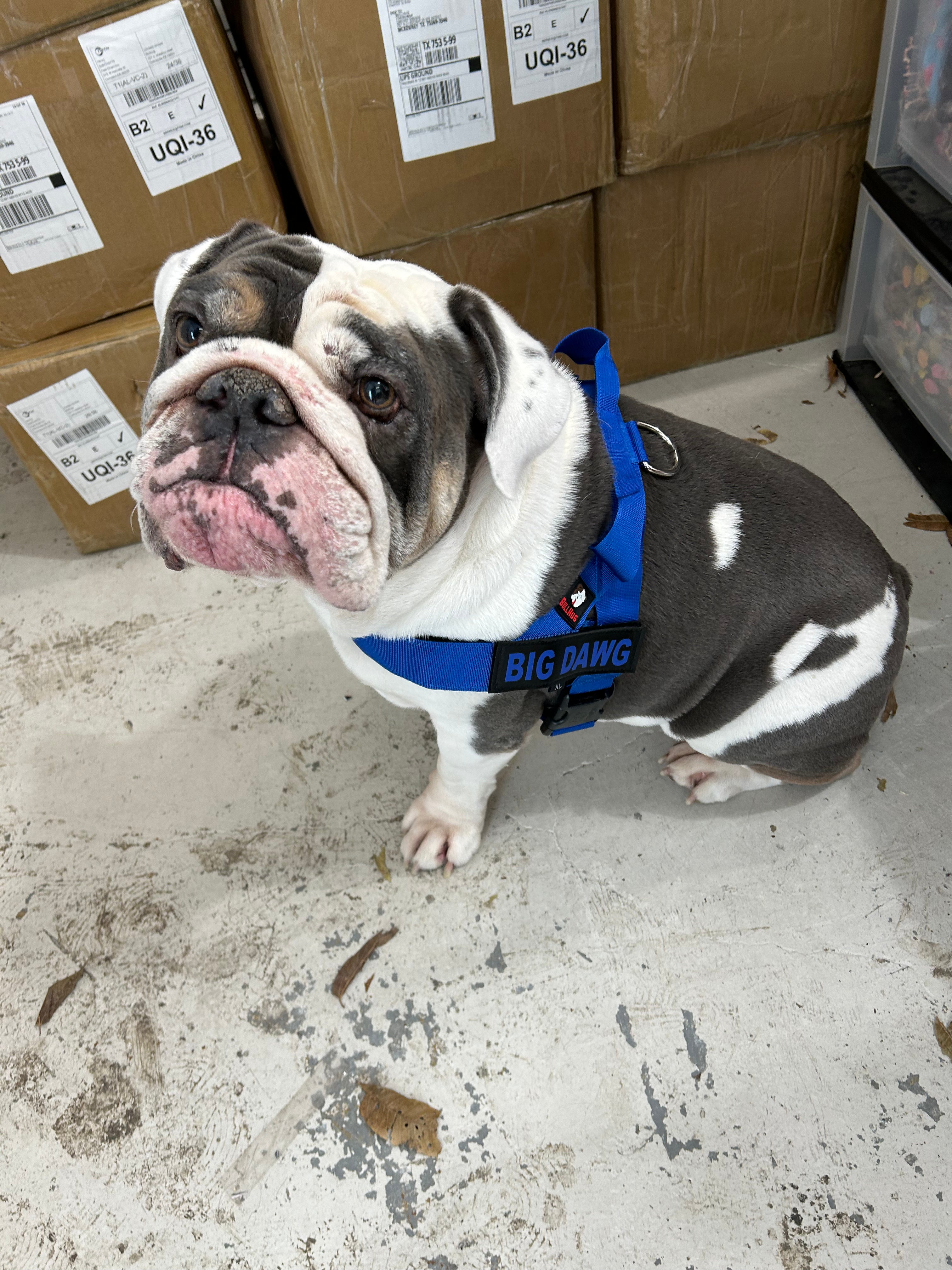 royal blue bullhug dog harness for broad-chested dogs