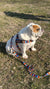 Fiesta BullHug Dog Harness & Leash Combo