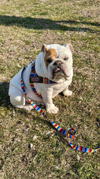 Fiesta BullHug Dog Harness & Leash Combo