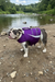 BullHug Life Jacket