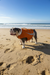 BullHug Life Jacket