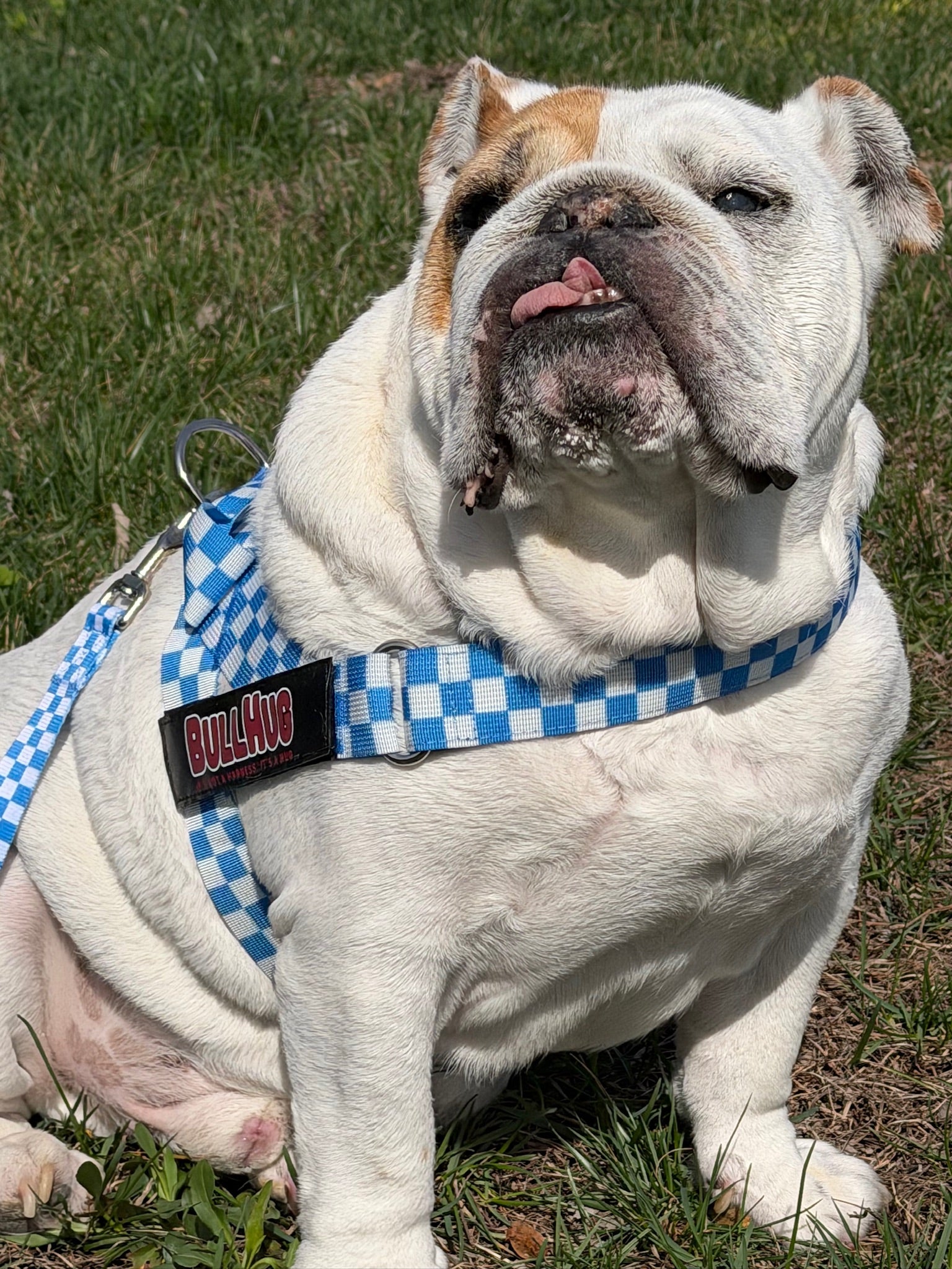 Blue Checkers BullHug Dog Harness – Non-Choking, Adjustable