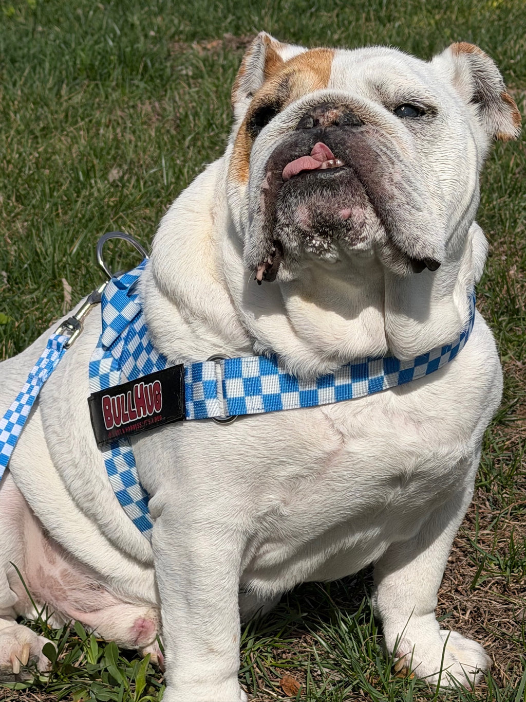 Blue Checkers BullHug Dog Harness – Non-Choking, Adjustable