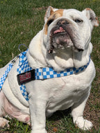 Blue Checkers BullHug Dog Harness – Non-Choking, Adjustable