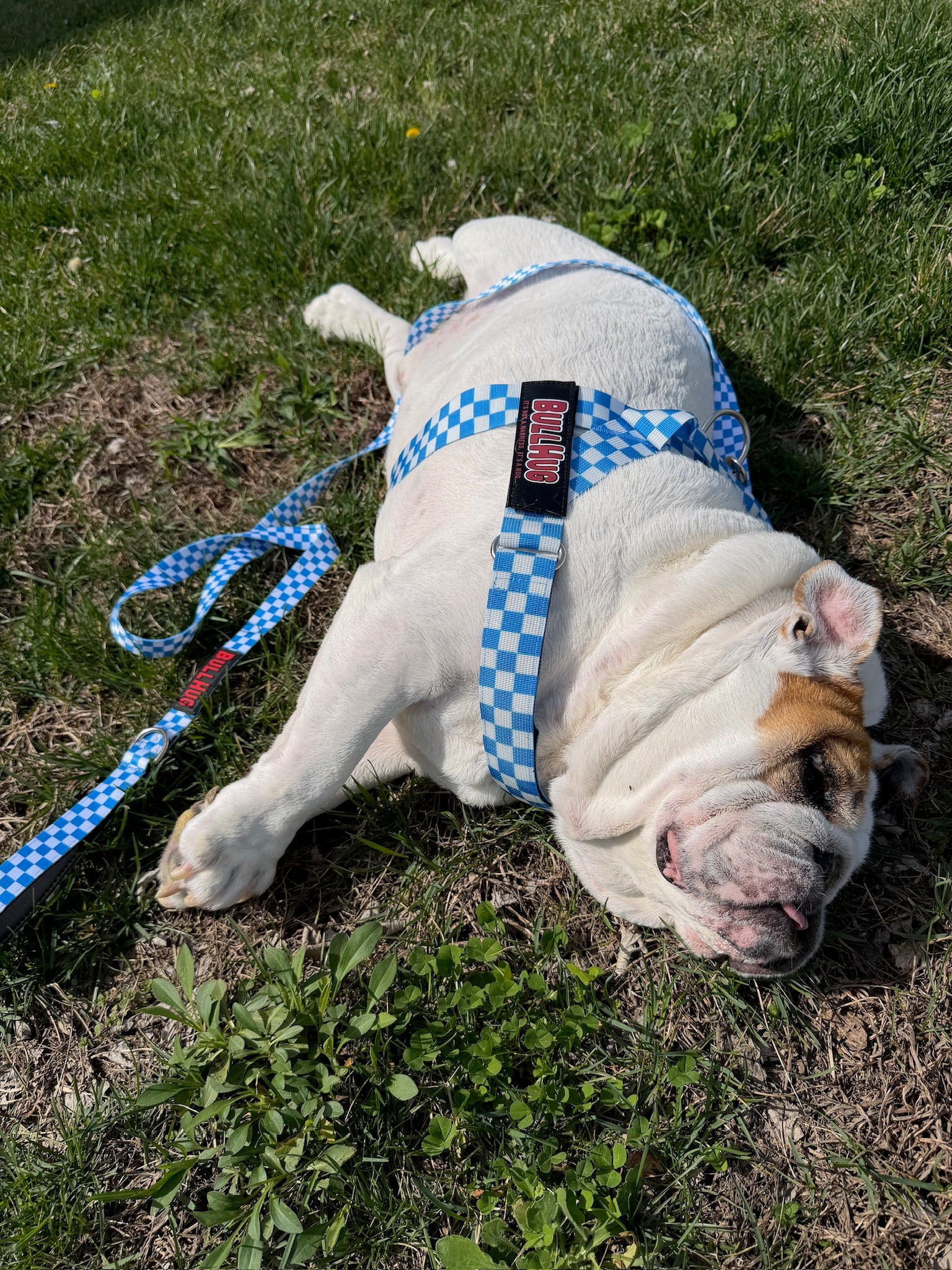 Blue Checkers BullHug Dog Harness – Non-Choking, Adjustable