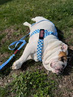 Blue Checkers BullHug 6ft Dog Leash – Padded Handle
