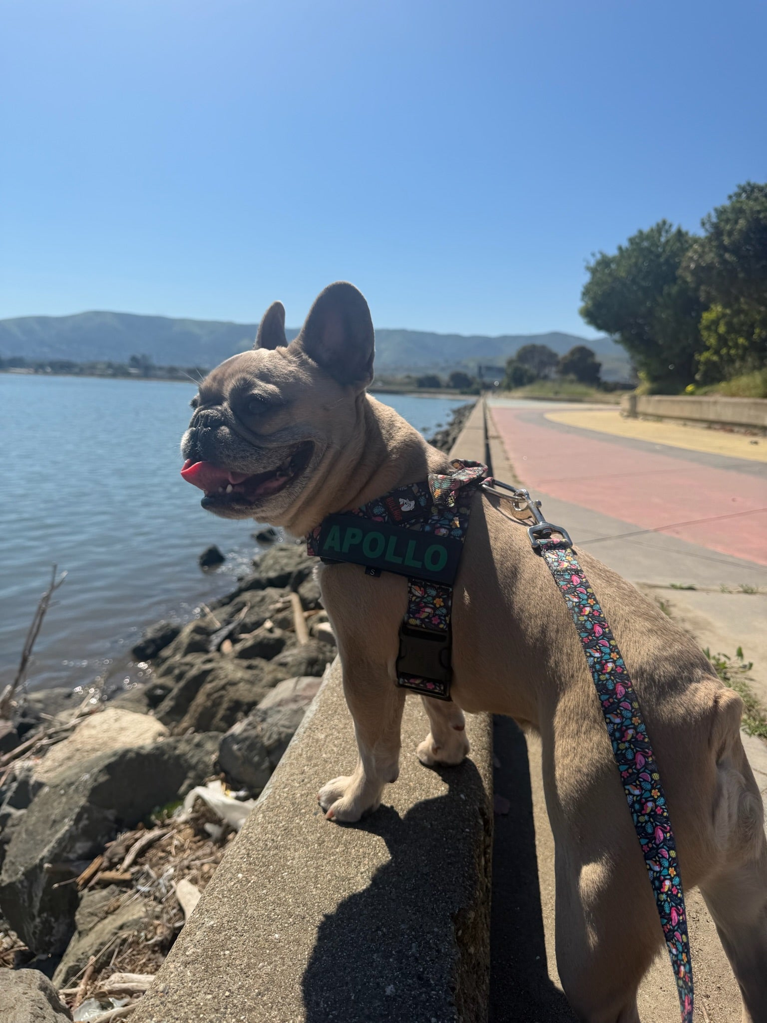 Tropical Birds BullHug Dog Harness – Non-Choking, Adjustable