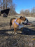 Purple Floral BullHug Dog Harness & Leash Combo