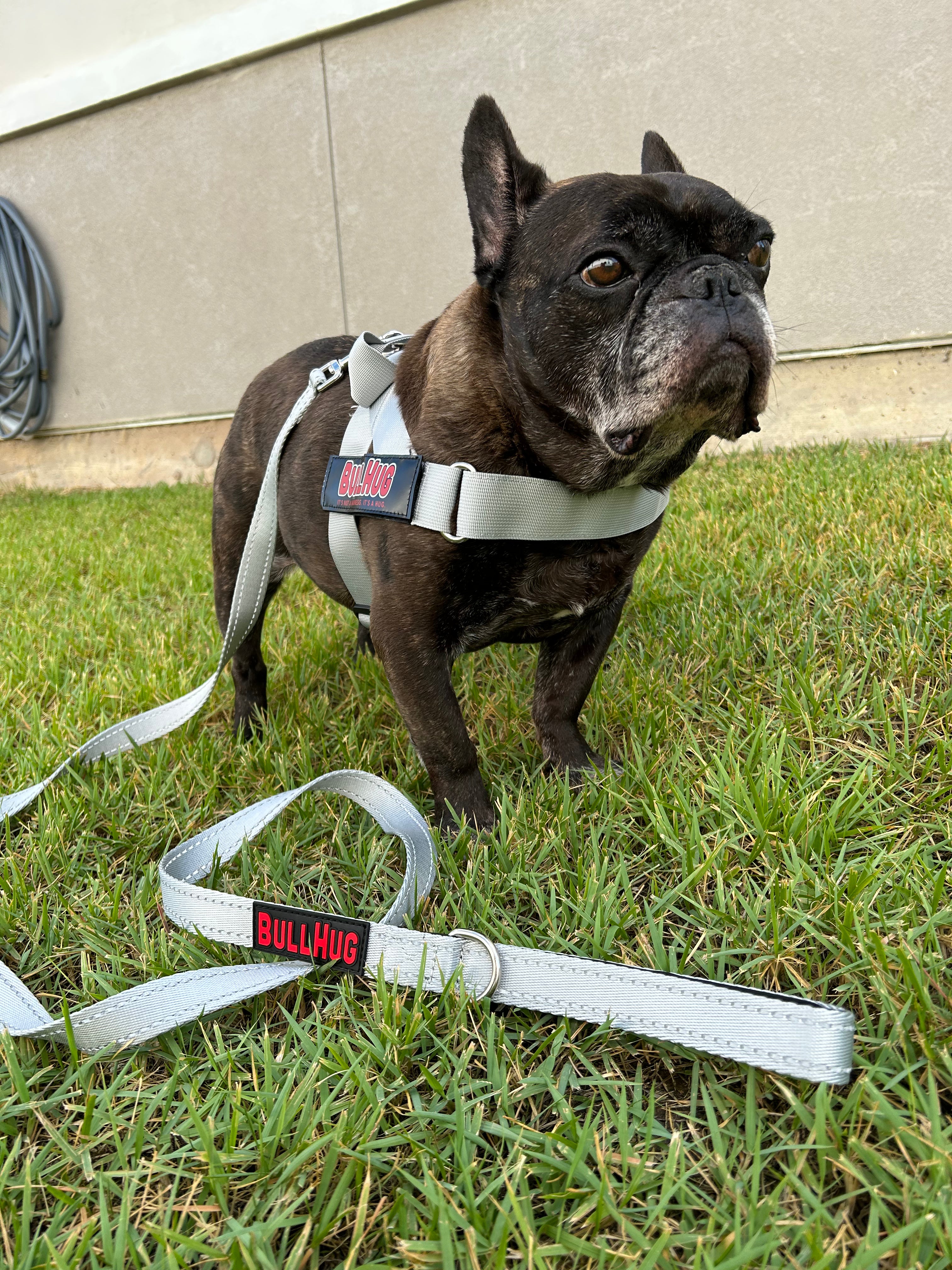 "Silver" BullHug Harness Bullhug.com