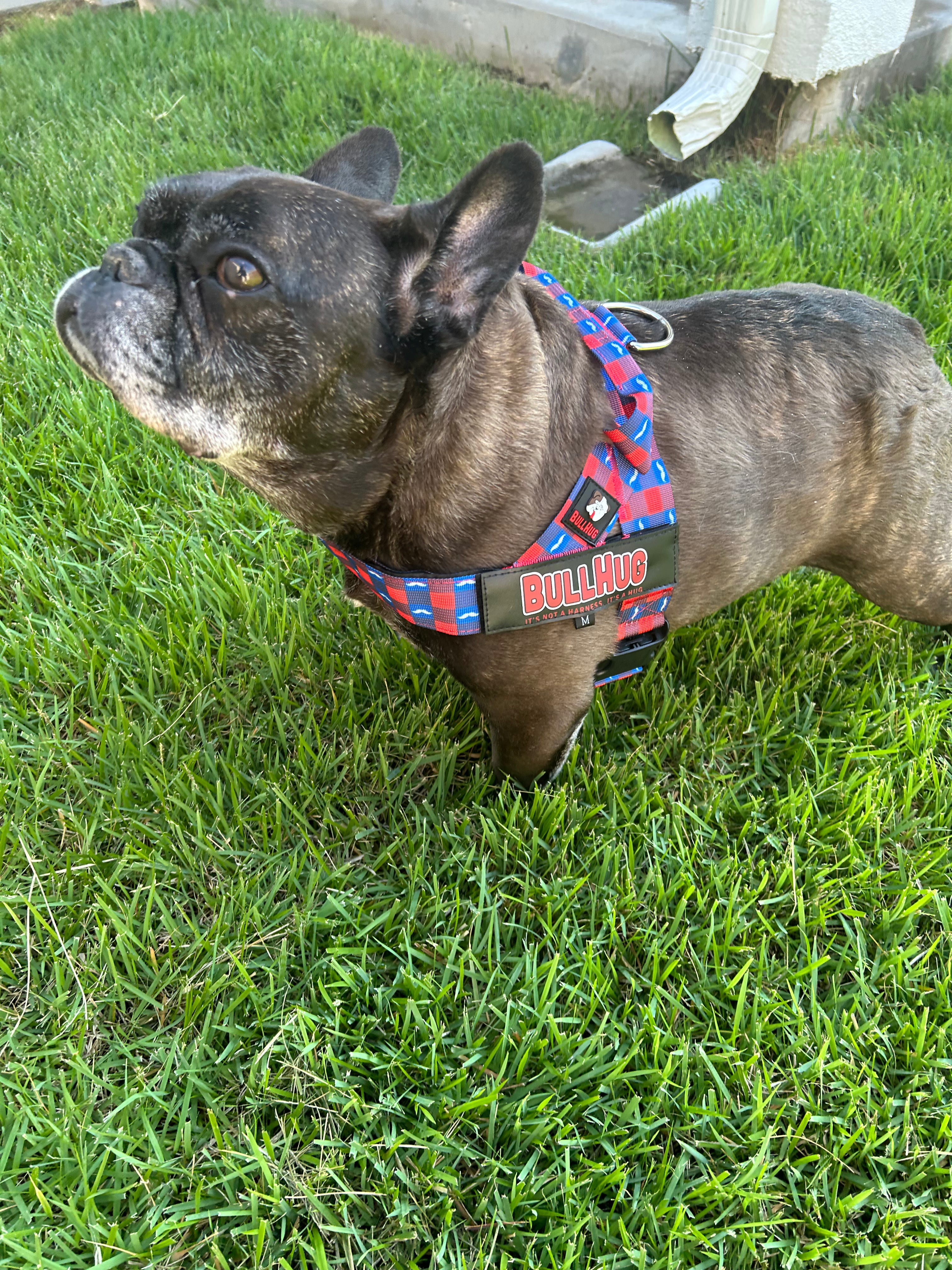 Mustache BullHug Dog Harness – Non-Choking, Adjustable