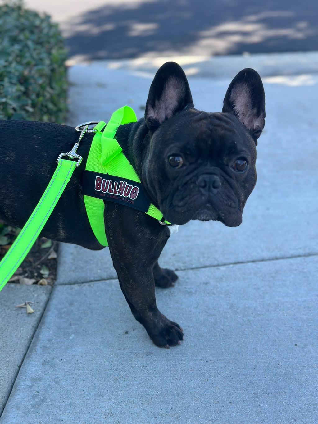 Neon Green BullHug 6ft Dog Leash – Padded Handle