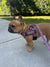 "PINK LEOPARD " BULLHUG HARNESS