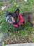 "NEON PINK" BULLHUG HARNESS