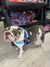 Blue Checker BullHug Dog Harness for Bulldogs