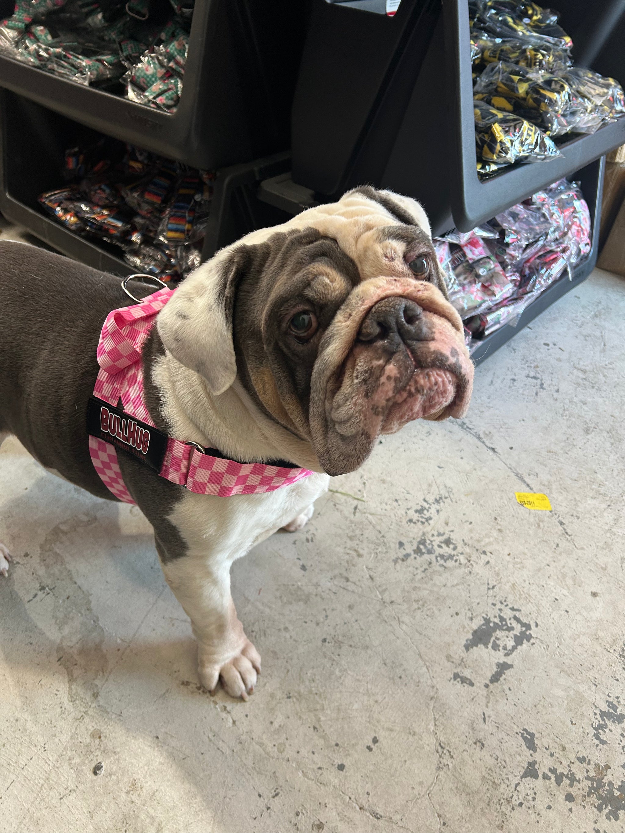 Pink Checker BullHug Dog Harness for Bulldogs