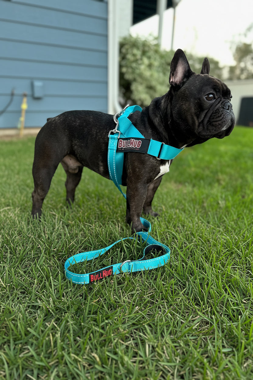 Teal BullHug 6ft Dog Leash – Padded Handle