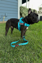 Teal BullHug 6ft Dog Leash – Padded Handle