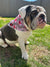 BullHug Bandana