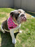 BullHug Bandana