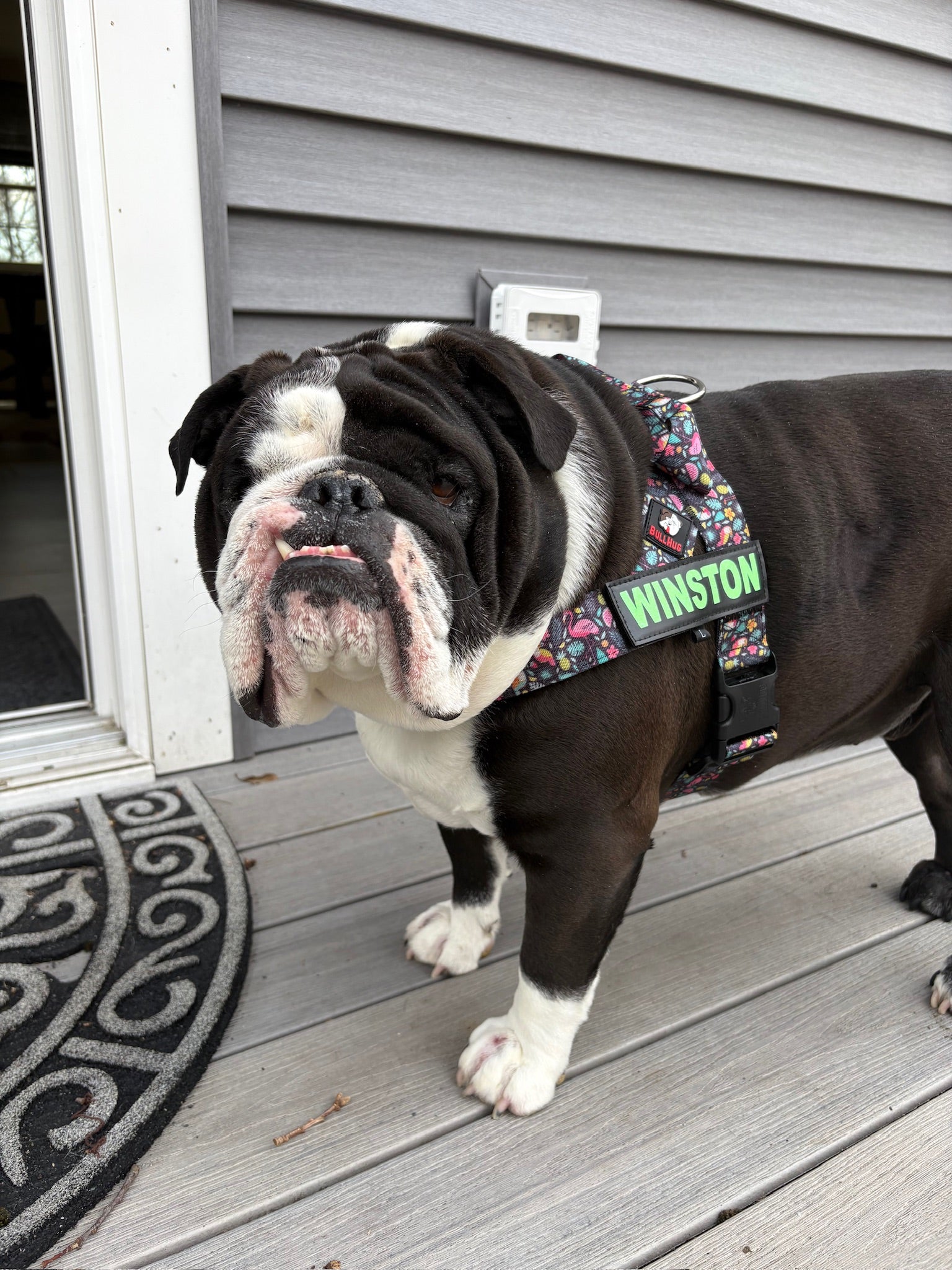 Tropical Birds BullHug Dog Harness – Non-Choking, Adjustable