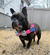 BULLHUG  BOW TIES