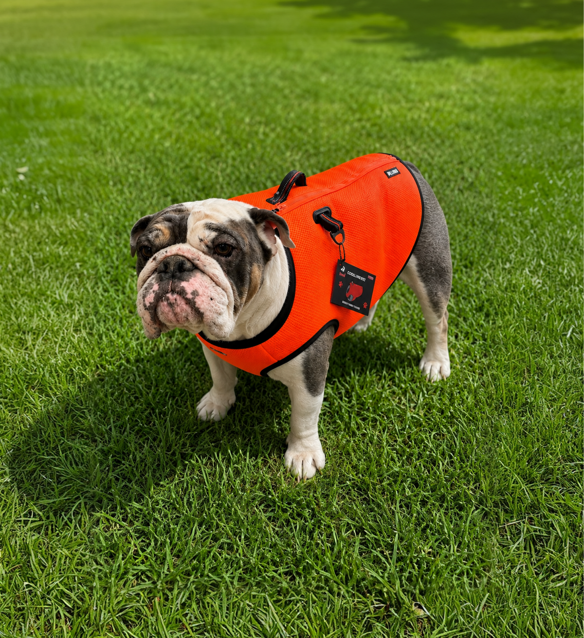 BullHug Cooling Vest – Breathable Dog Cooling Vest