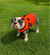 BullHug Cooling Vest – Breathable Dog Cooling Vest