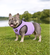 BullHug Cooling Vest – Breathable Dog Cooling Vest