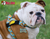 Personalized Dog Name Tag | Custom Pet ID Bone Charm