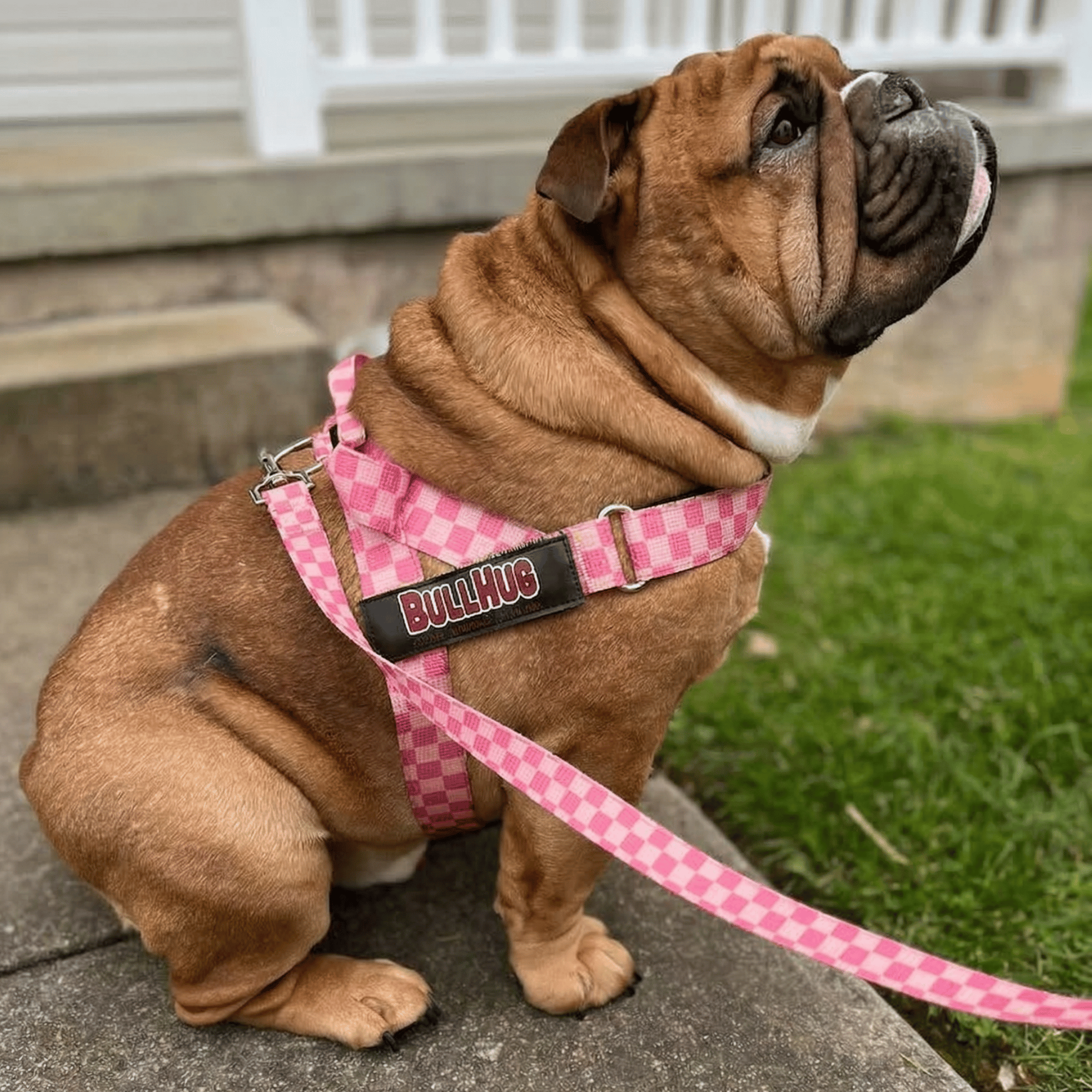 Pink Checker Bullhug No Pull Dog Harness
