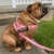 Pink Checker Bullhug No Pull Dog Harness