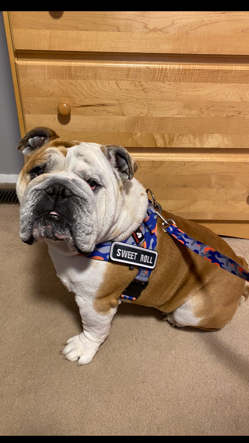 Orange & Royal Blue Camo BullHug Dog Harness – Non-Choking, Adjustable