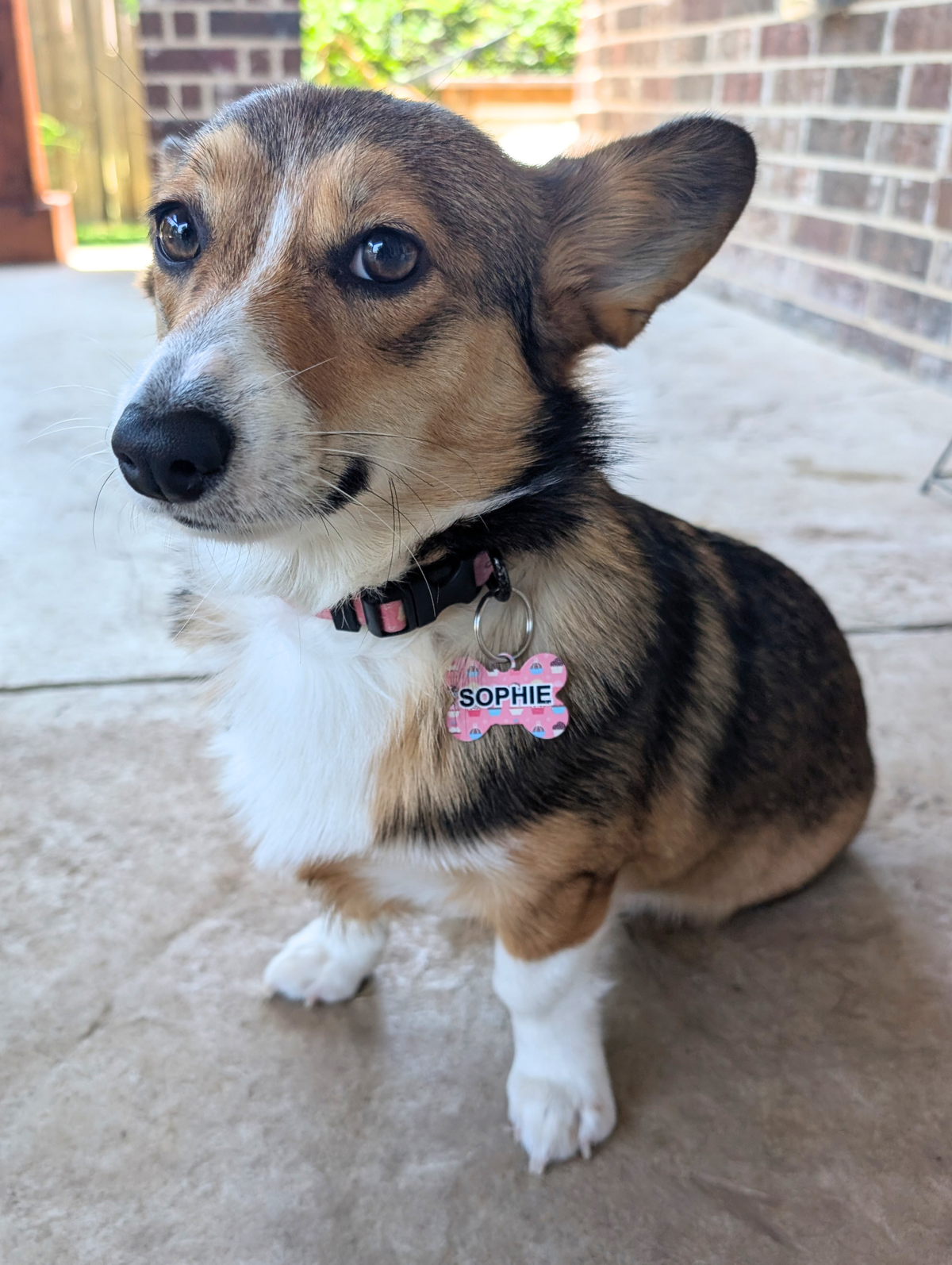 Personalized Dog Name Tag | Custom Pet ID Bone Charm