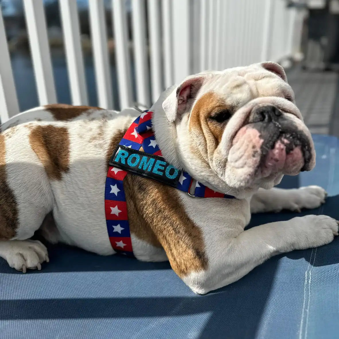Pizza Adjustable No-Choke Dog Harness – No Pull | BullHug
