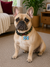 Personalized Dog Name Tag | Custom Pet ID Bone Charm