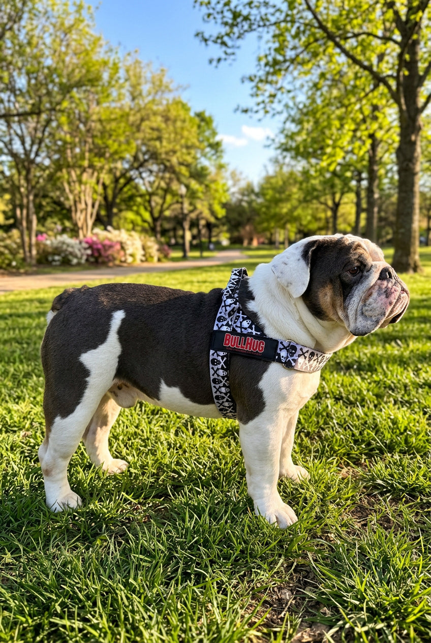 bulldog white and grey in park with crossbones harness 
bullhug