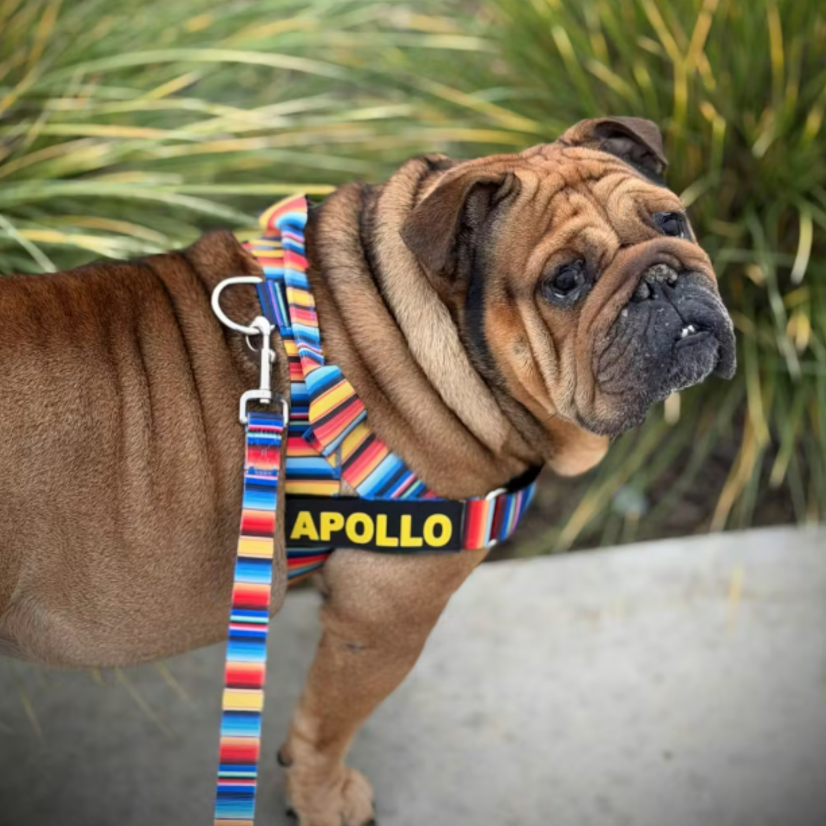 Fiesta BullHug 6ft Dog Leash – Padded Handle