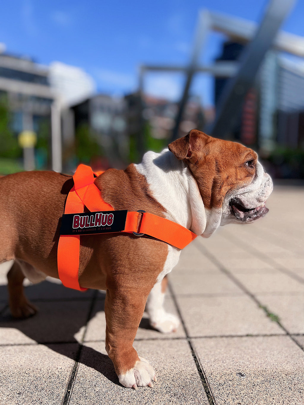 Neon Orange BullHug Dog Harness & Leash Combo