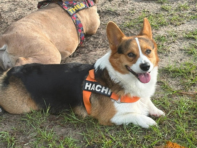 Neon Orange BullHug Dog Harness – Non-Choking, Adjustable
