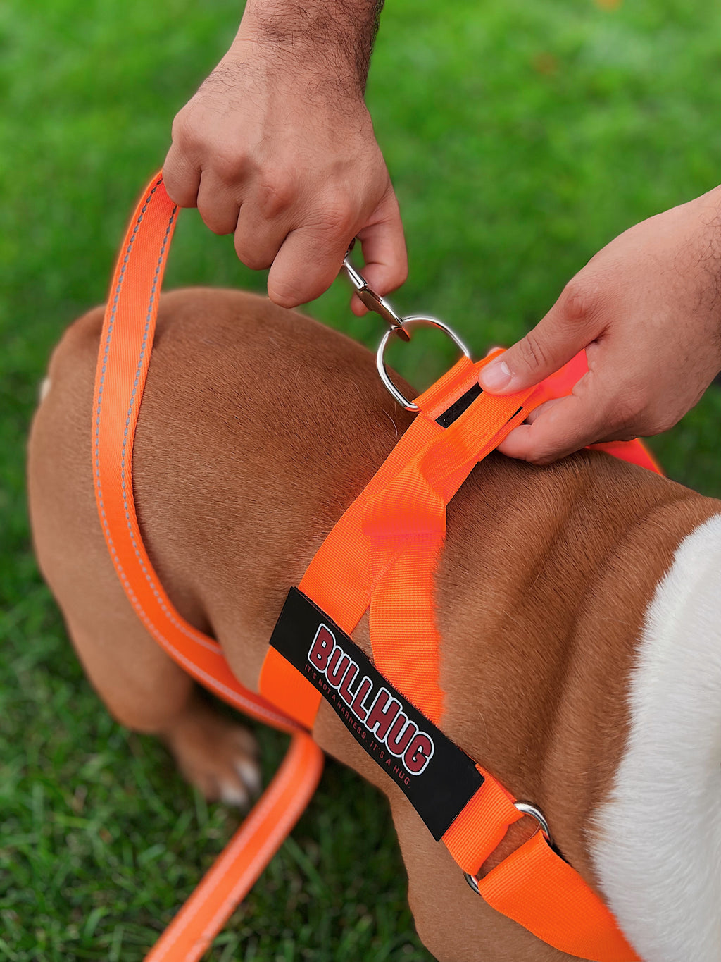 Neon Orange BullHug Dog Harness & Leash Combo