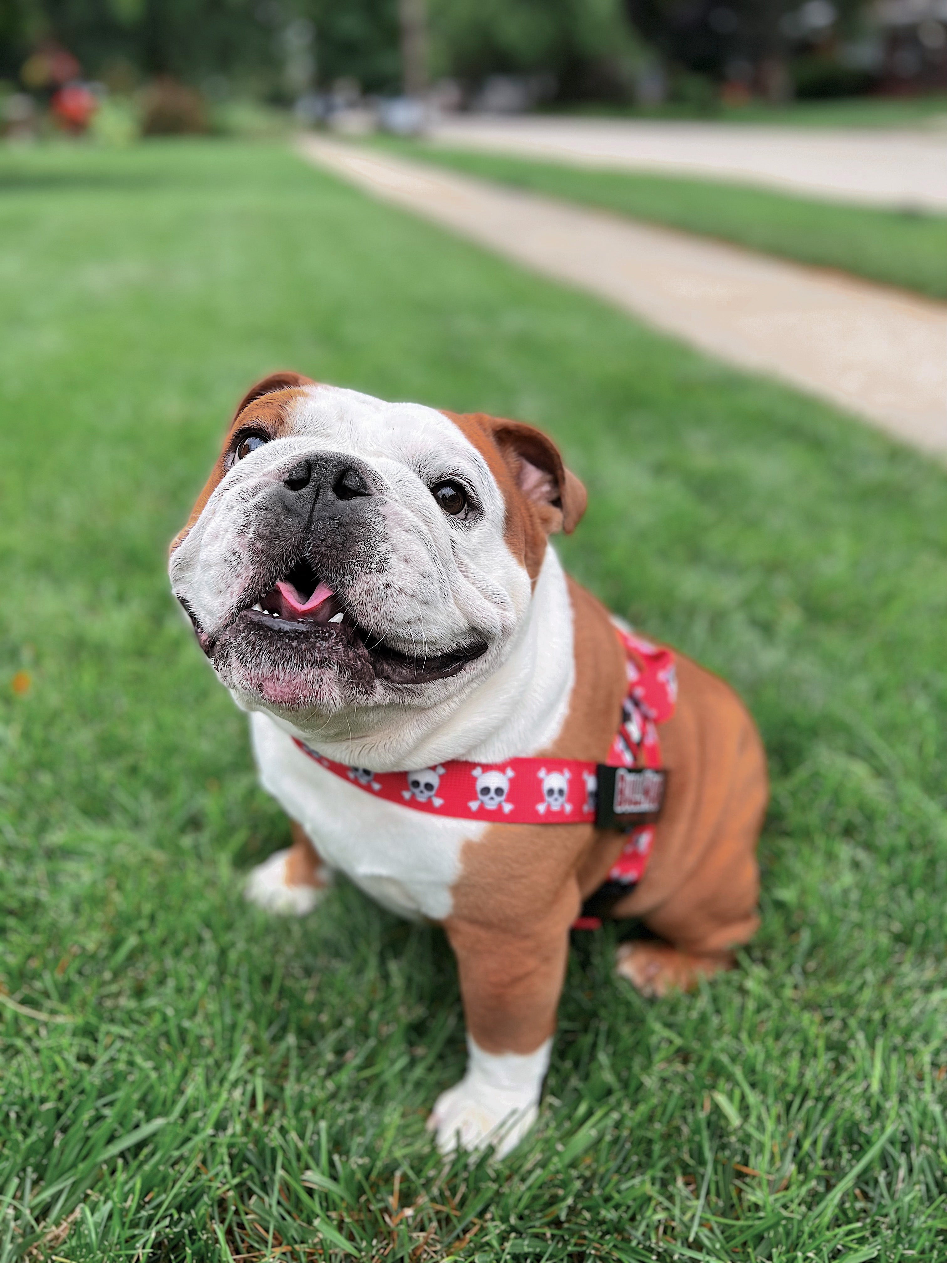 Best collars for english bulldogs hotsell