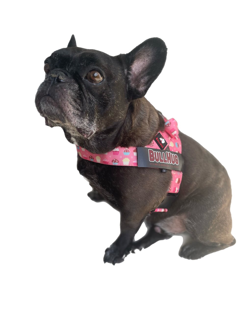French Bulldog in Donuts Bullhug Dog Harness