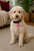Personalized Dog Name Tag | Custom Pet ID Bone Charm