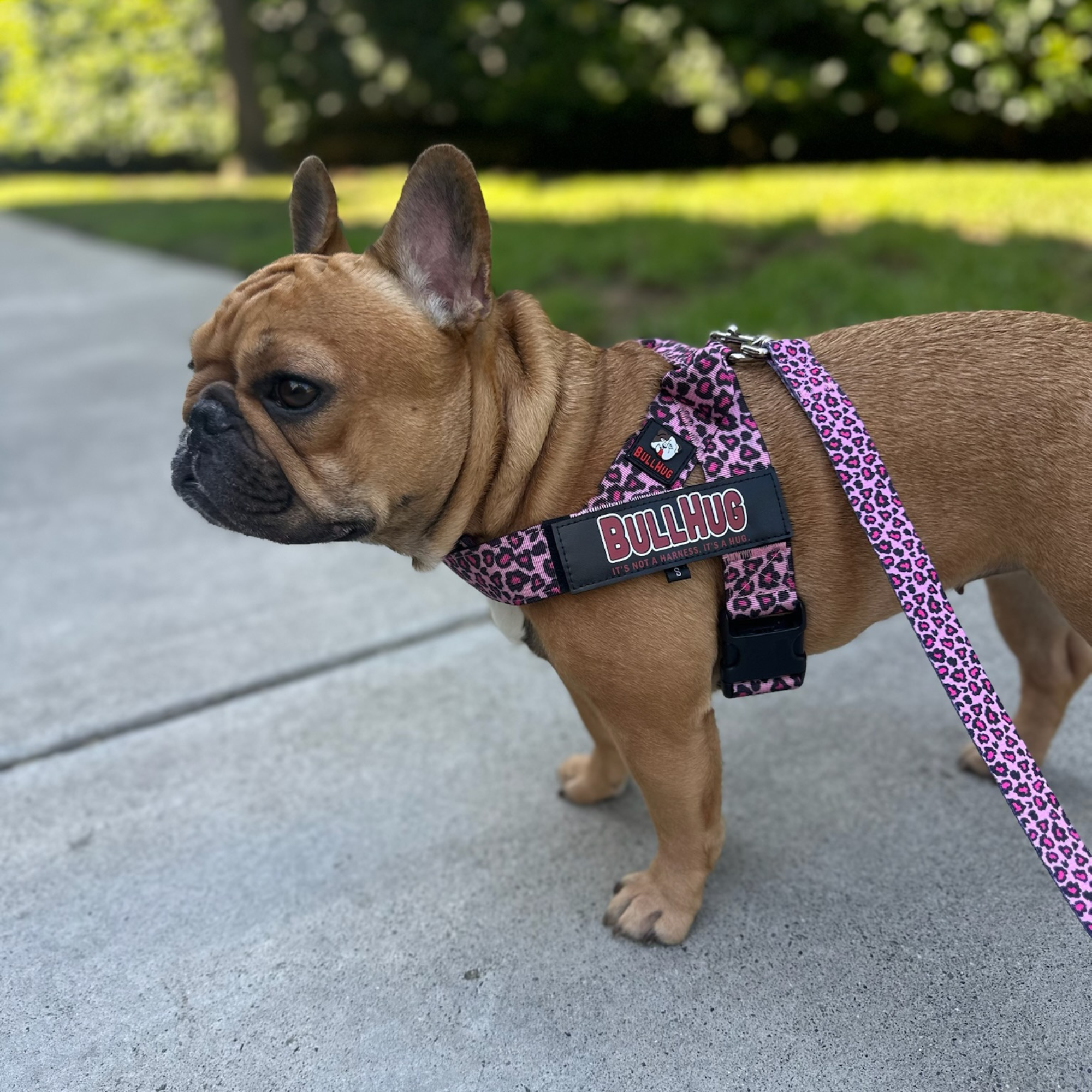 Pink Leopard BullHug 6ft Dog Leash – Padded Handle